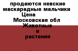продаются невские маскарадные мальчики › Цена ­ 8 000 - Московская обл. Животные и растения » Кошки   